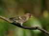 Lesser Redpoll