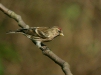 Lesser Redpoll