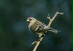Lesser Redpoll