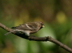 Lesser Redpoll