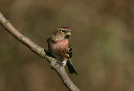 Lesser Redpoll <i>Carduelis cabaret</i>