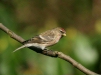 Lesser Redpoll