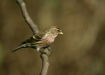 Lesser Redpoll