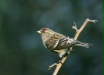 Lesser Redpoll