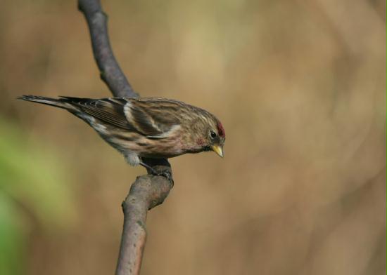 Lesser Redpoll <i>Carduelis cabaret</i>