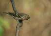 Lesser Redpoll