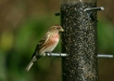 Lesser Redpoll