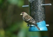 Lesser Redpoll