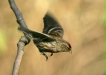 Lesser Redpoll