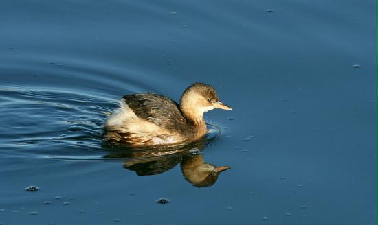 Little Grebe <i>Tachybaptus ruficollis</i>