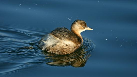 Little Grebe <i>Tachybaptus ruficollis</i>