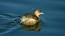 Little Grebe