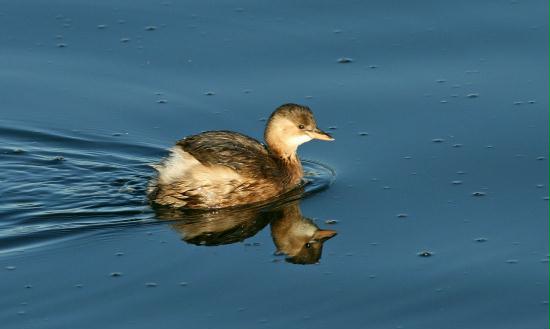 Little Grebe <i>Tachybaptus ruficollis</i>
