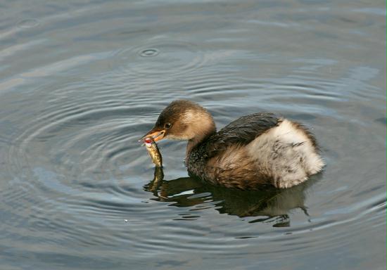 Little Grebe <i>Tachybaptus ruficollis</i>