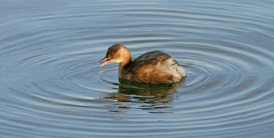 Little Grebe <i>Tachybaptus ruficollis</i>