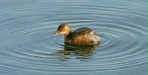 Little Grebe