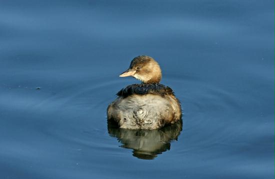 Little Grebe <i>Tachybaptus ruficollis</i>