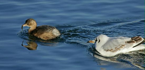 Little Grebe <i>Tachybaptus ruficollis</i>