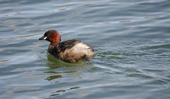 littlegrebe-13