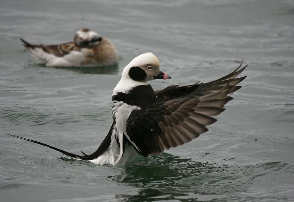 Long-tailed Duck<i>Clangula hyemalis</i>