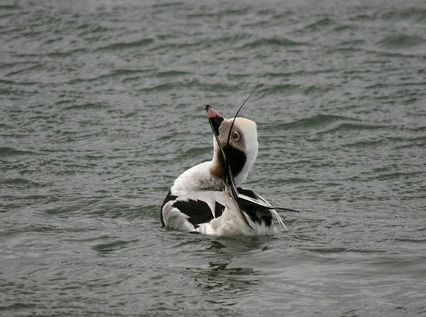 Long-tailed Duck<i>Clangula hyemalis</i>