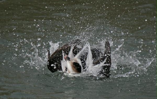 Long-tailed Duck<i>Clangula hyemalis</i>