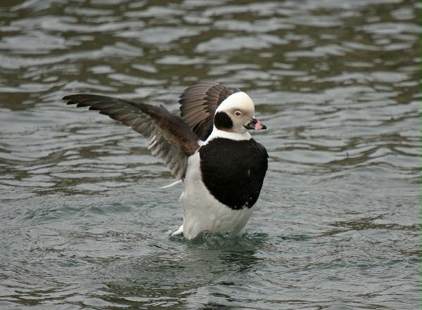 Long-tailed Duck<i>Clangula hyemalis</i>
