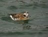 Long-tailed Duck