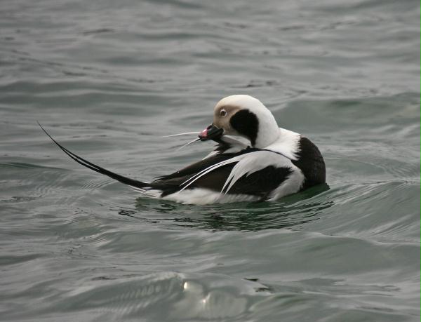 Long-tailed Duck<i>Clangula hyemalis</i>