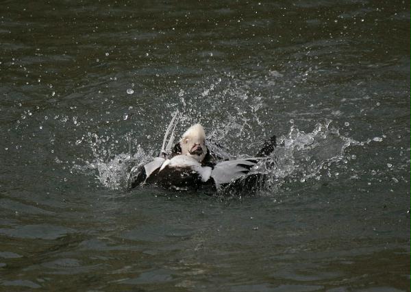 Long-tailed Duck<i>Clangula hyemalis</i>