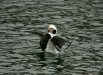 Long-tailed Duck