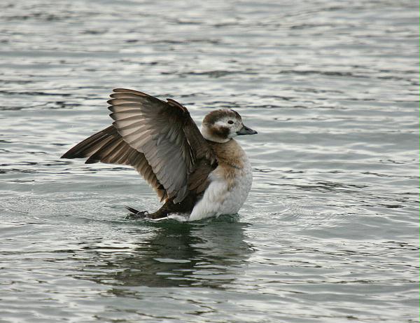 Long-tailed Duck<i>Clangula hyemalis</i>