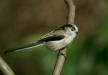Long-tailed Tit