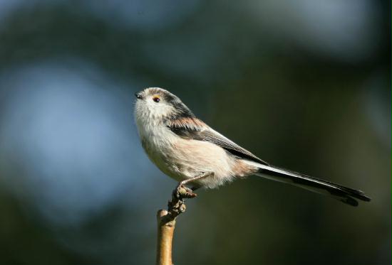 Long-tailed Tit <i>Aegithalos caudatus</i>