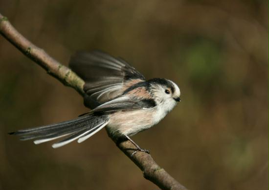 Long-tailed Tit <i>Aegithalos caudatus</i>
