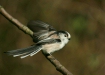Long-tailed Tit