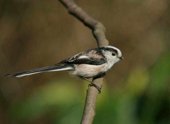 Long-tailed Tit <i>Aegithalos caudatus</i>