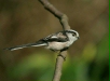 Long-tailed Tit