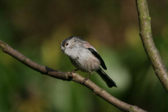Long-tailed Tit <i>Aegithalos caudatus</i>