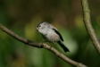 Long-tailed Tit
