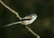 Long-tailed Tit