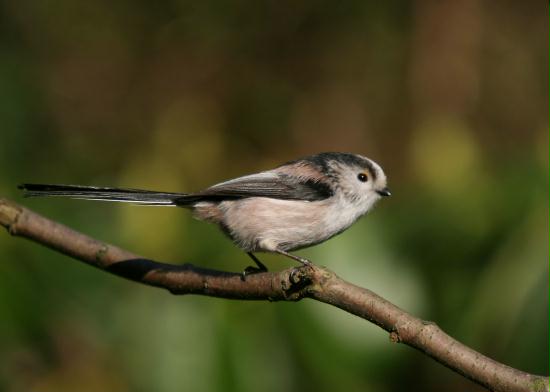 Long-tailed Tit <i>Aegithalos caudatus</i>