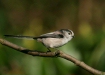 Long-tailed Tit