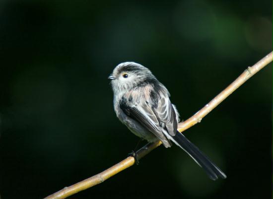Long-tailed Tit <i>Aegithalos caudatus</i>