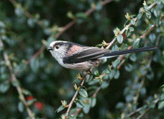 Long-tailed Tit <i>Aegithalos caudatus</i>