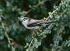 Long-tailed Tit