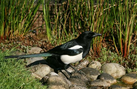 Magpie <i>Pica pica</i>