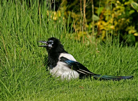 Magpie <i>Pica pica</i>