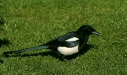 Magpie