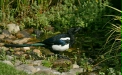 Magpie